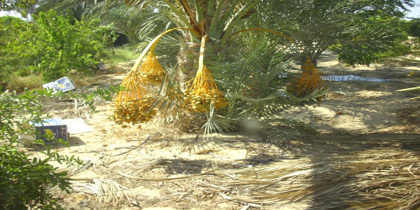 http://alwasiet.hooxs.com