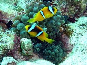 تايم شير مصرى مصور داخل سوق العقارات المصرية المصورة يحتوى على مجموعة من أسابيع التايم شير القابلة للبيع مرة أخرى ، تايم شير للإيجار تايم شير للبيع تايم شير للتمليك داخل جميع محافظات و مناطق جمهورية مصر العربية و يحتوى على مجموعة من الشاليهات القابلة للبيع بنظام مشاركة الوقت و على تايم شير داخل قرى سياحية فاخرة منها قرى سياحية خمس نجوم و قرى سياحية أربع نجوم و قرى سياحية ثلاث نجوم و يحتوى على تايم شير ب ست أفراد و تايم شير أربع أفراد و تايم شير فردين و تايم شير فاخر و تايم شير تحت الإنشاء و تايم شير بقرى تعمل بالفعل و تايم شير على حمامات سباحة و تايم شير على البحر مباشرة و تايم شير يرى البحر و يحتوى على تايم شير بشرم الشيخ و تايم شير بالغردقة و تايم شير بالعين السخنة و تايم شير برأس سدر و تايم شير بالزعفرانة و تايم شير بالساحل الشمالى و تايم شير بسيوه و تايم شير للمصايف و تايم شير للأجازات  و تايم شير بدهب و تايم شير بطابا و تايم شير بجنوب سيناء و تايم شير بالبحر الأحمر و تايم شير نقدا و تايم شير بتسهيلات فى الدفع و تايم شير بالتقسيط تايم شير بلاجونا الغردقة – تايم شير بمكسيكانا شرم الشيخ – تايم شير بهوليداى إن بشرم الشيخ - تايم شير بجولدن فايف بالغردقة - تايم شير بقرية ذهبية الغردقة - تايم شير بسندباد الغردقة - تايم شير بجاردينيا شرم - تايم شير راميفيرا الغردقة - تايم شير بنعمة هايتس - تايم شير بجراند شرم الشيخ - تايم شير برويال زعفرانة  تايم شير بلاجون كريب برأس سدر - تايم شير بكورال باى بشرم الشيخ و تايم شير برويال هيلنان شرم الشيخ داخل سوق تبادل العقارات المصرى رسالة خبراء التسويق